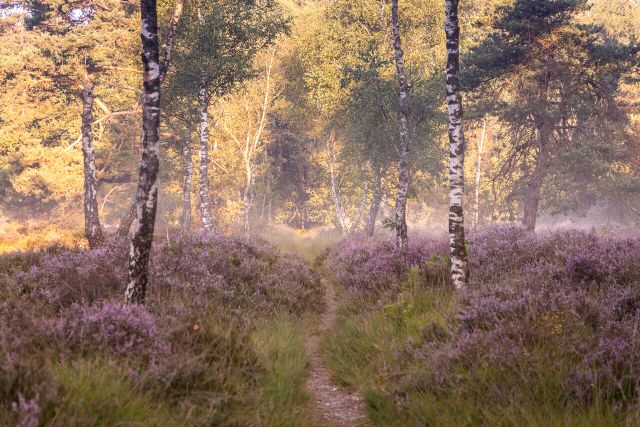 Mistige paarse heide op Landgoed Visdonk.