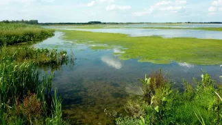 Wandelen in de Biesbosch