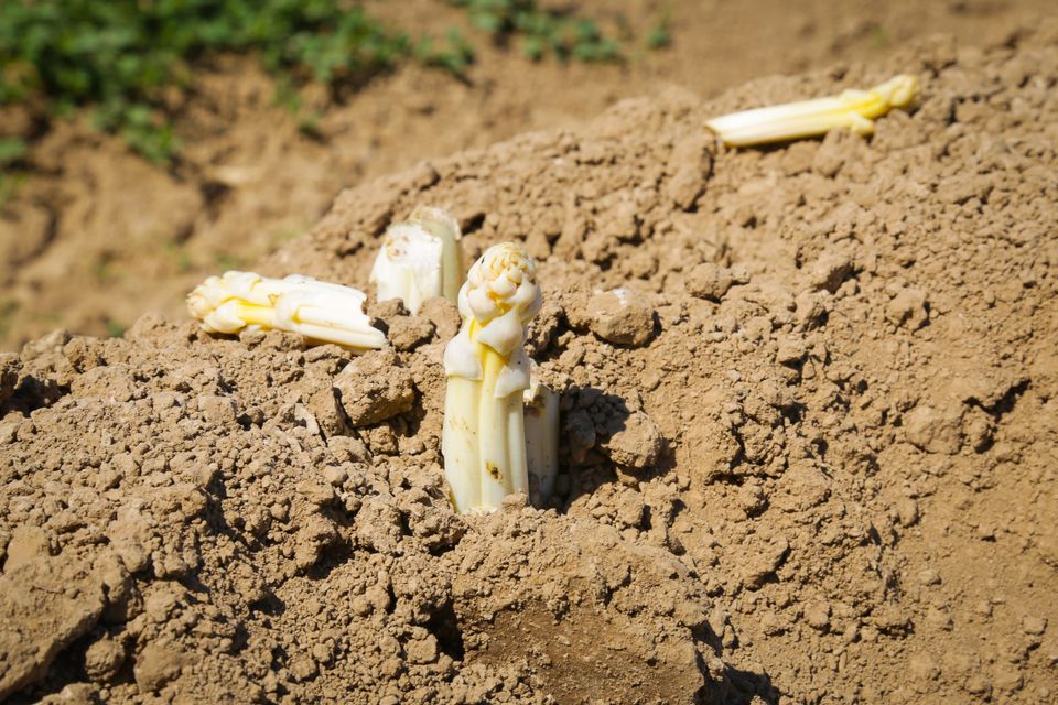 Aspergeseizoen Noord-Limburg