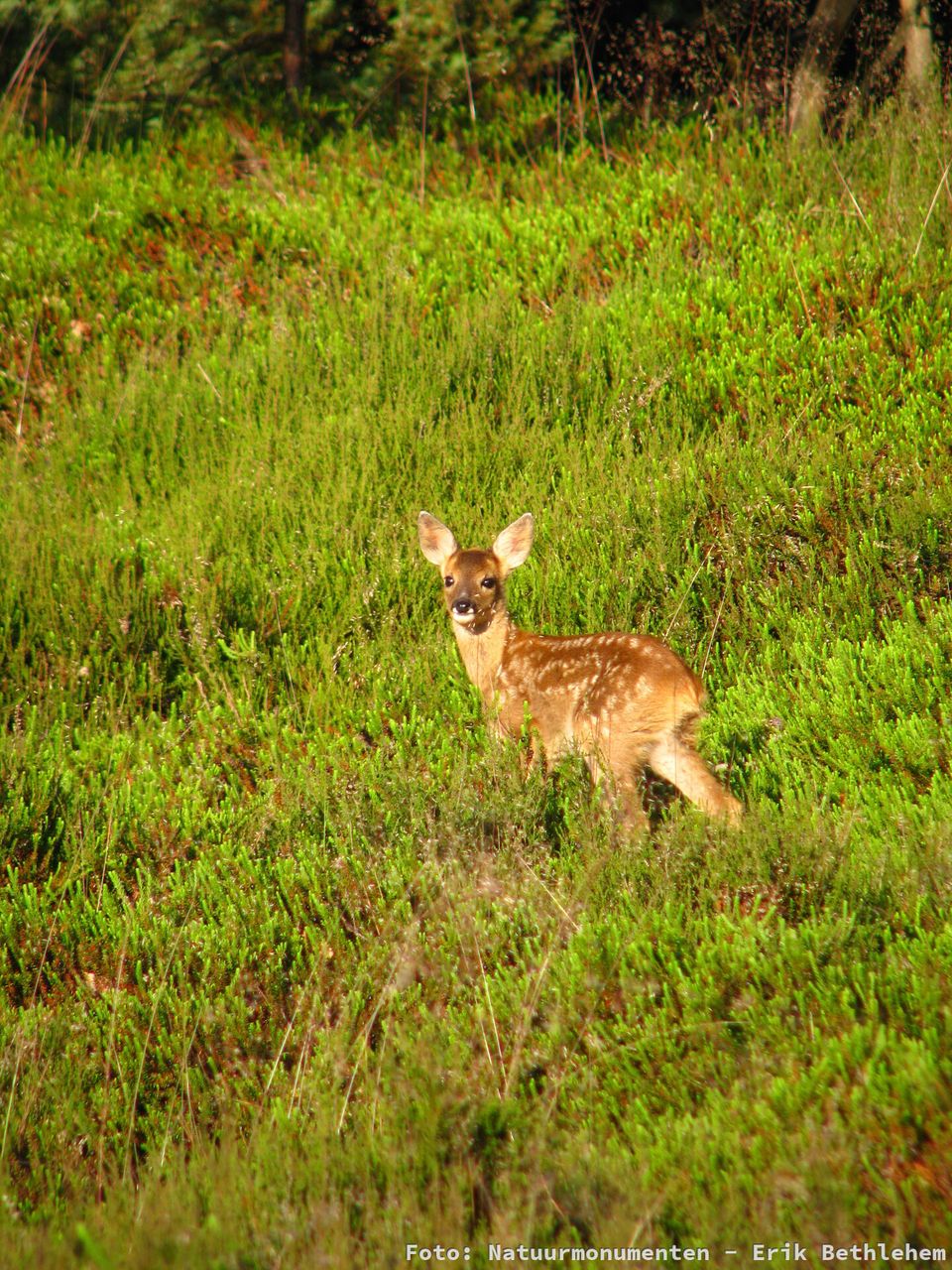 Wildspotwandeling Achter 't Zaand