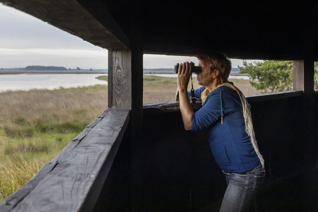 Man met verrekijkers in de vogelkijkhut Davidsplassen Dwingelderveld.