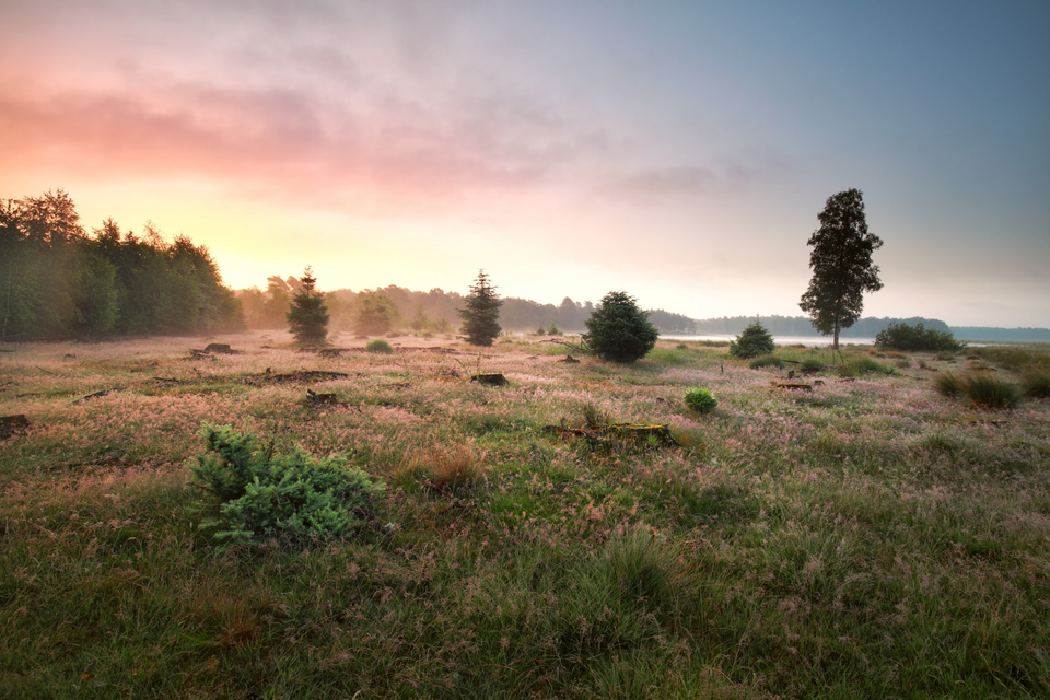 Lichte mist hang boven de hei terwijl de eerste zonnestralen achter de bomen vandaan komen.