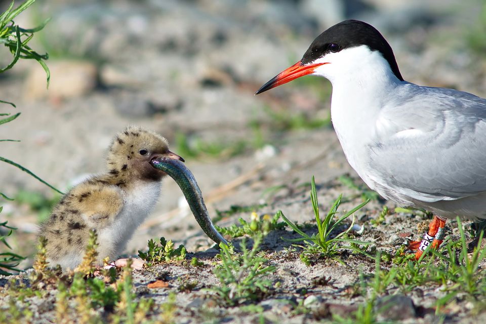Nederland krijgt er een nieuwe eilandengroep bij: Marker Wadden. In het Markermeer verrijst een archipel van natuureilanden. Marker Wadden zorgt ervoor dat de natuur in het gebied weer opleeft. Hier ontstaat een natuurparadijs voor vogels, vissen en mensen.