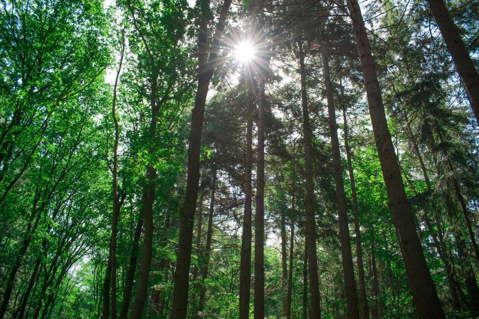 Bospad met stralende zon