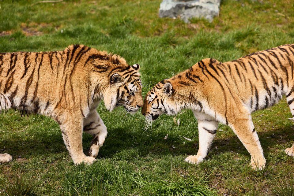 Tigers together in AquaZoo