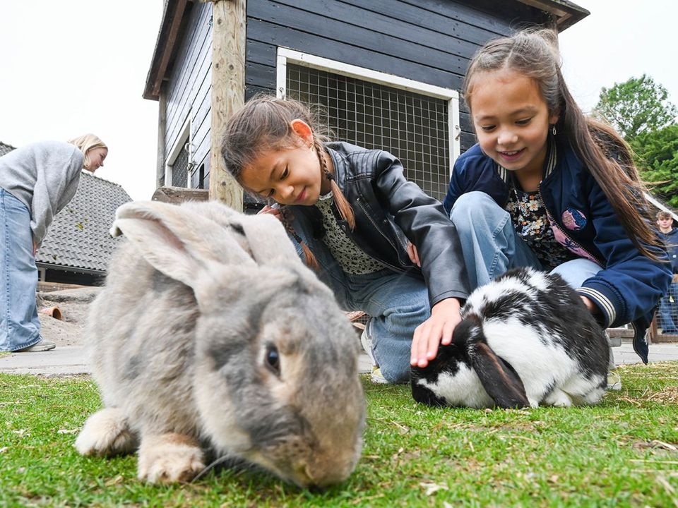 Twee zusjes die konijnen aaien bij de kinderboerderij in Delft