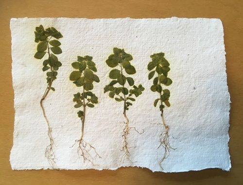 Papierscheppen
