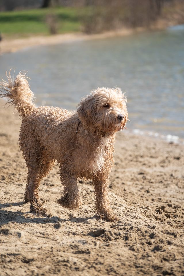 Hond op Heerderstrand