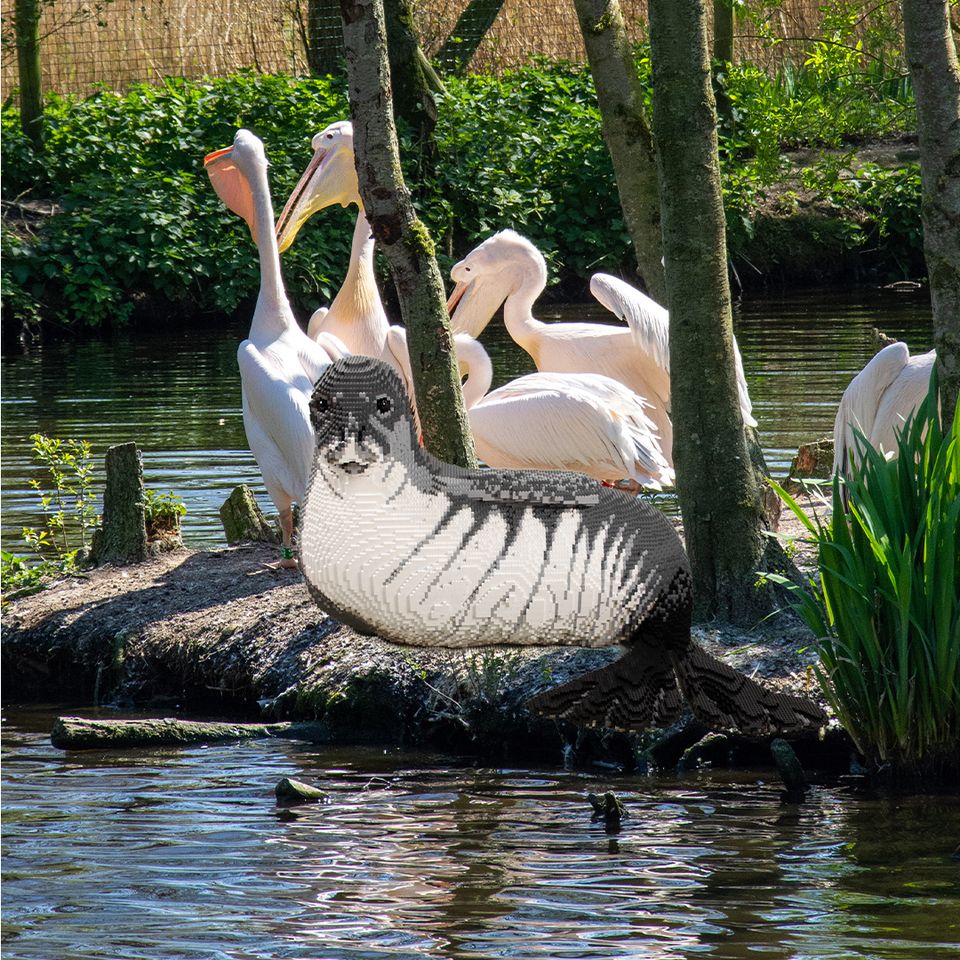 De zeehond in AquaZoo