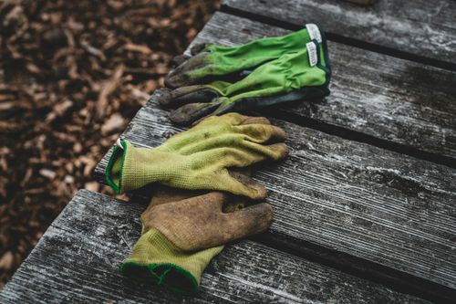 Wilgen knotten en planten