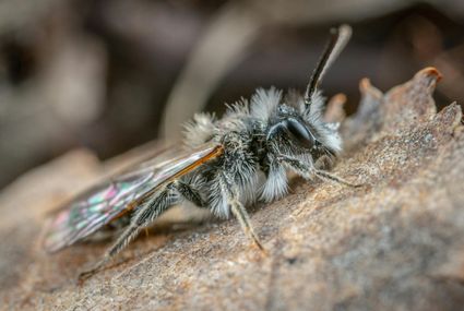 Foto van een zandbij
