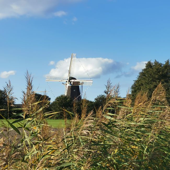 Molen de Duif met grassen