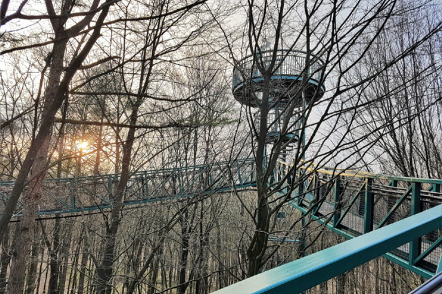 Het boomkroonpad in de winter.