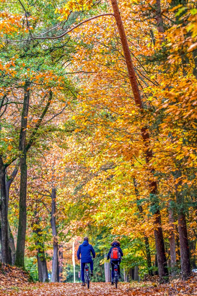 Herfst in Brummen