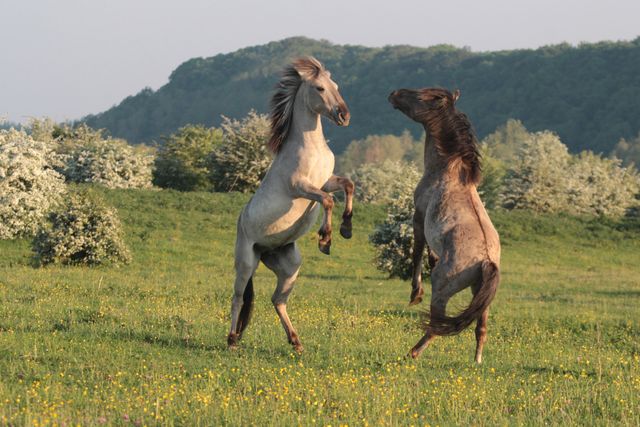 Twee steigerende paarden in het natuurgebied de Blauwe Kamer in Rhenen