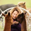 Alpaca World Friesland