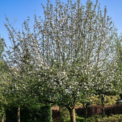 Fruitbomen in Voedselbos Drenthe