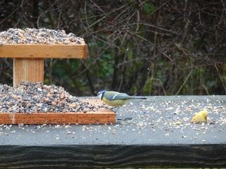 Tuinvogeltelling 2025