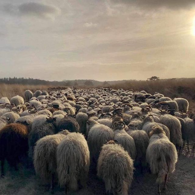 Schaapskudde Holtingerveld