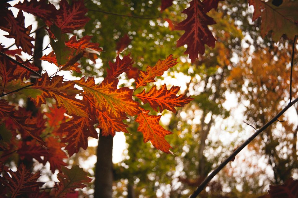 Herfst bos
