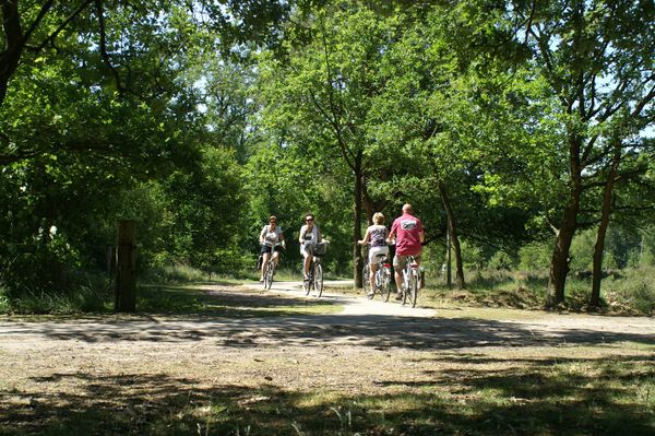 Fietsers in de zomer