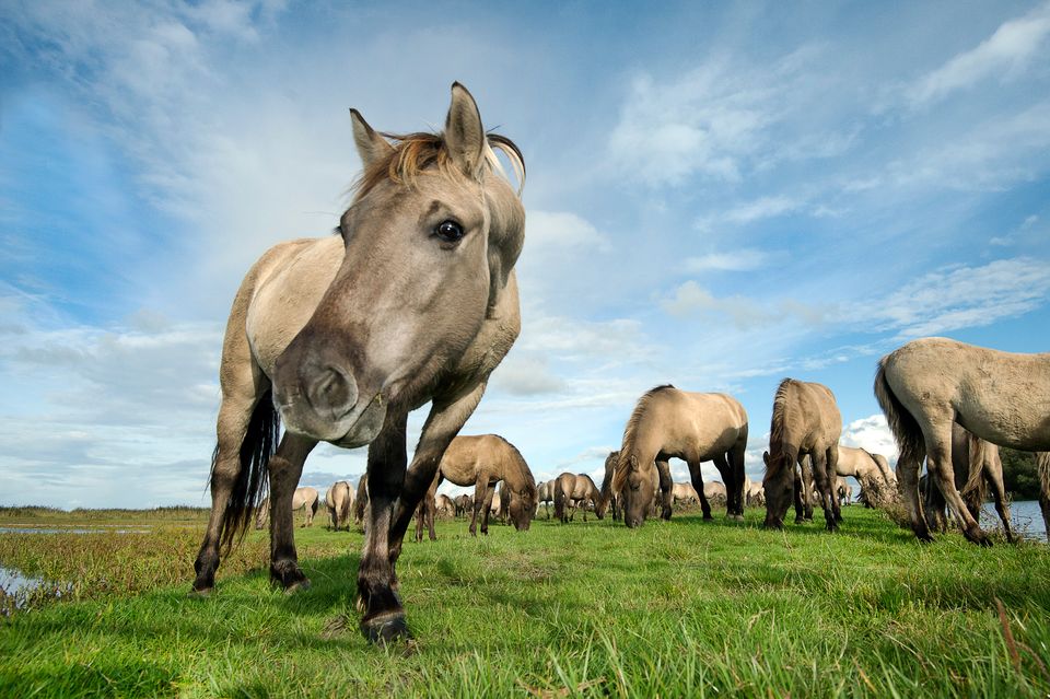 Konikpaarden in Nationaal Park Lauwersmeer