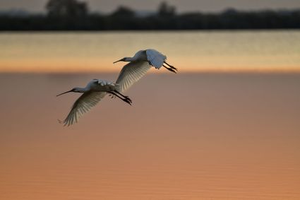 Lepelaars Wereld Trekvogeldag