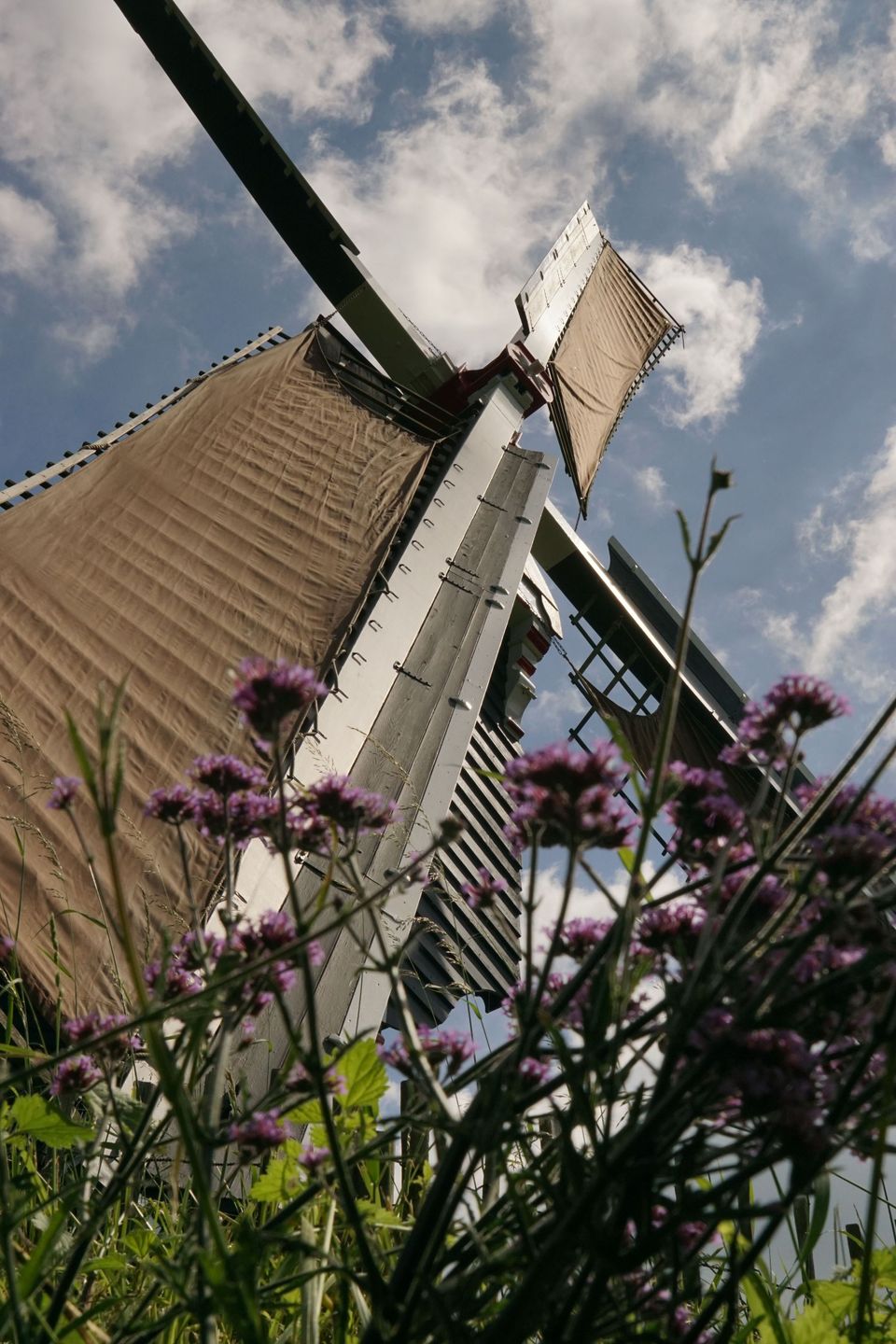 De molen Ter Leede