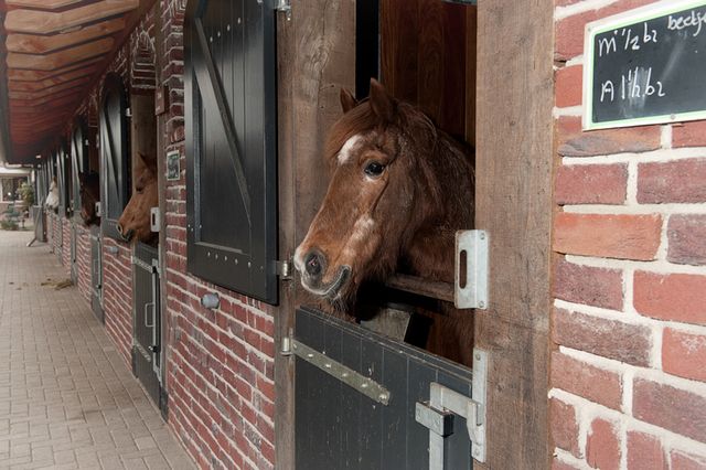 Paarden steken hun hoofd uit de staldeuren bij De Paardenkamp in Soest. De foto geeft een herkenbaar beeld van de paardenopvang en de landelijke sfeer van De Paardenkamp.