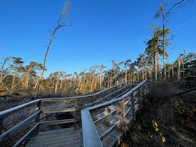 verhoogd vlonderpad over de omgevallen bomen als gevolg van de valwind
