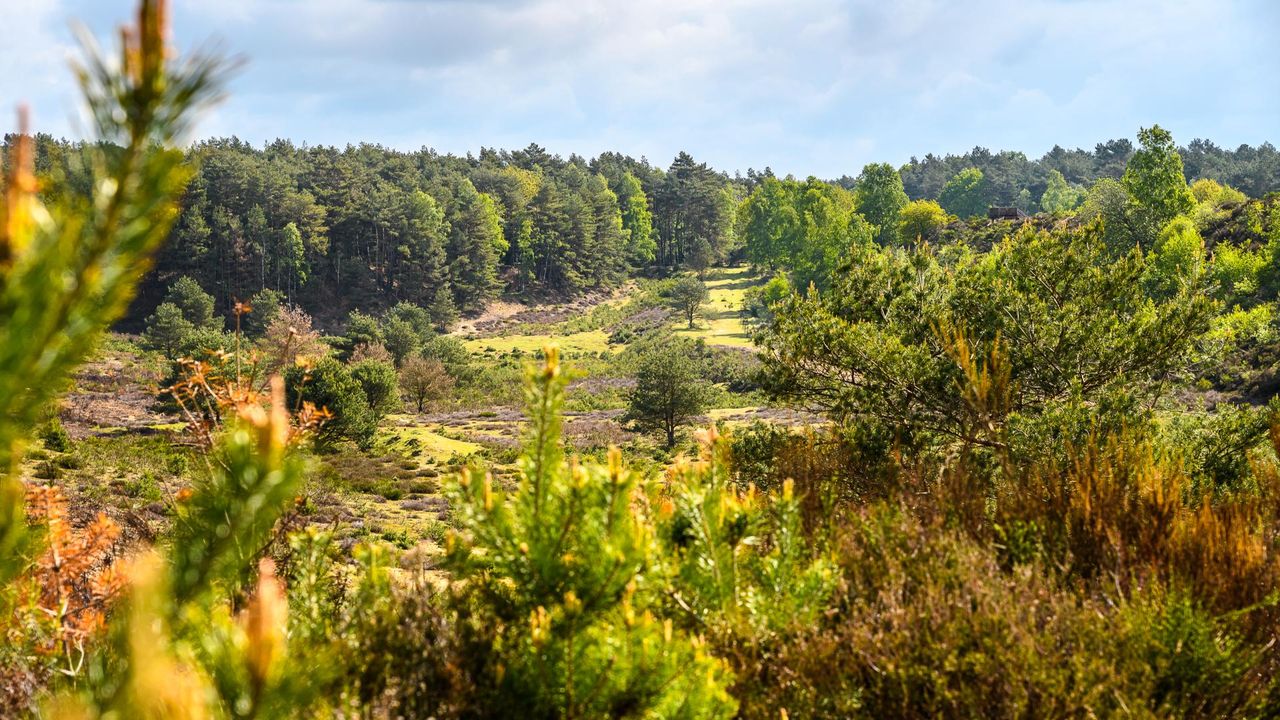 Brachterwald bij Reuver