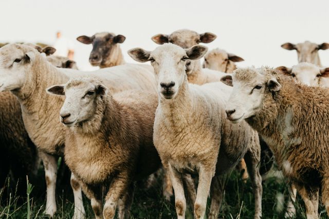 Team building sheep herding and goat herding