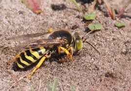 insecten werkgroep