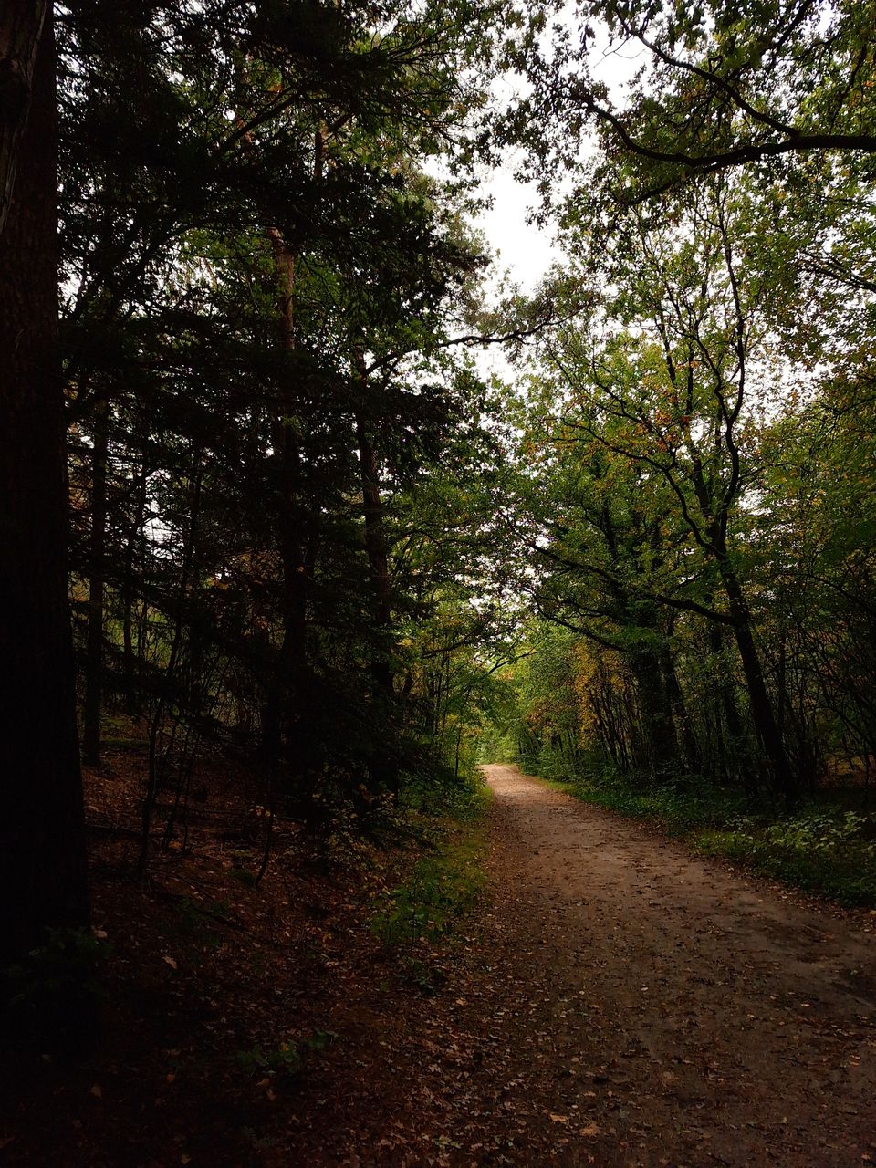 Wandeling om het Canadameer en door de kale duinen bij Appelscha