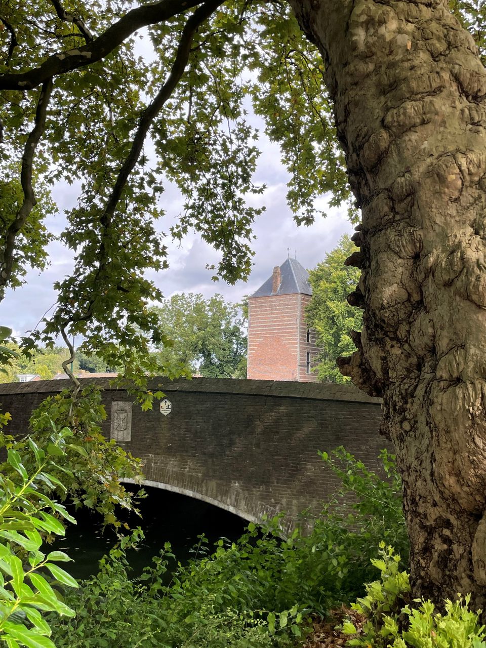 Herfstvaart langs monumentale bomen