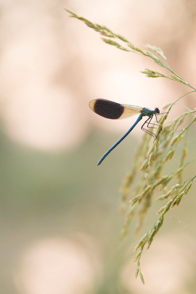 Een mooie blauwe weidebeekjuffer op een stuk graan