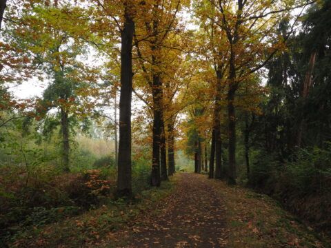 vitaal bos