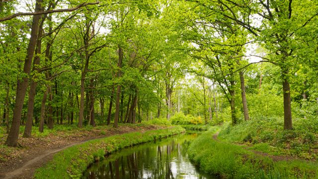 Liessel forest