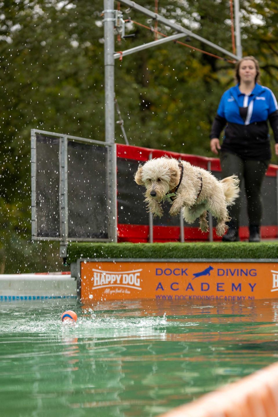 Hond springt in het water.