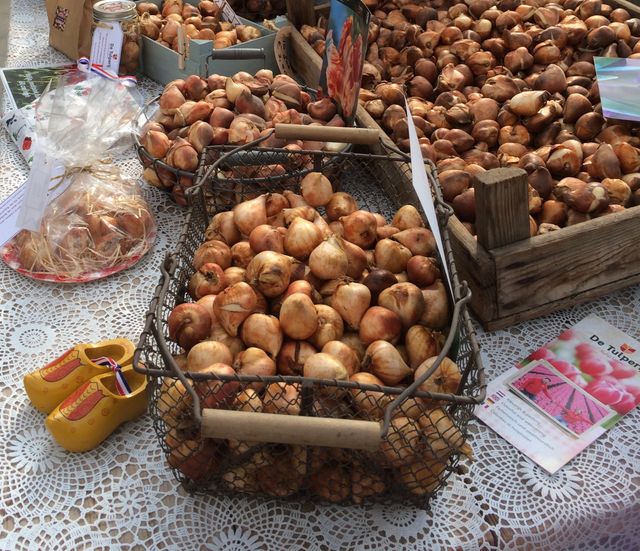 Bulbs for sale by De Tulperij