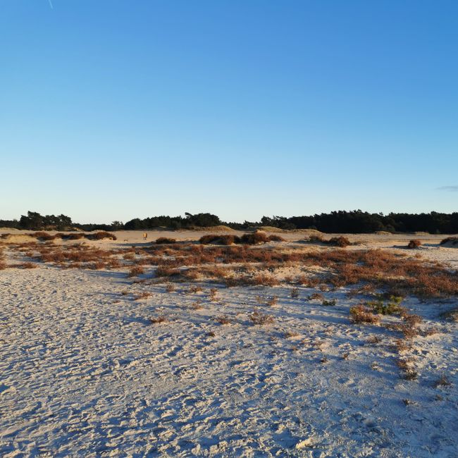 Hulshorsterzand lage zon