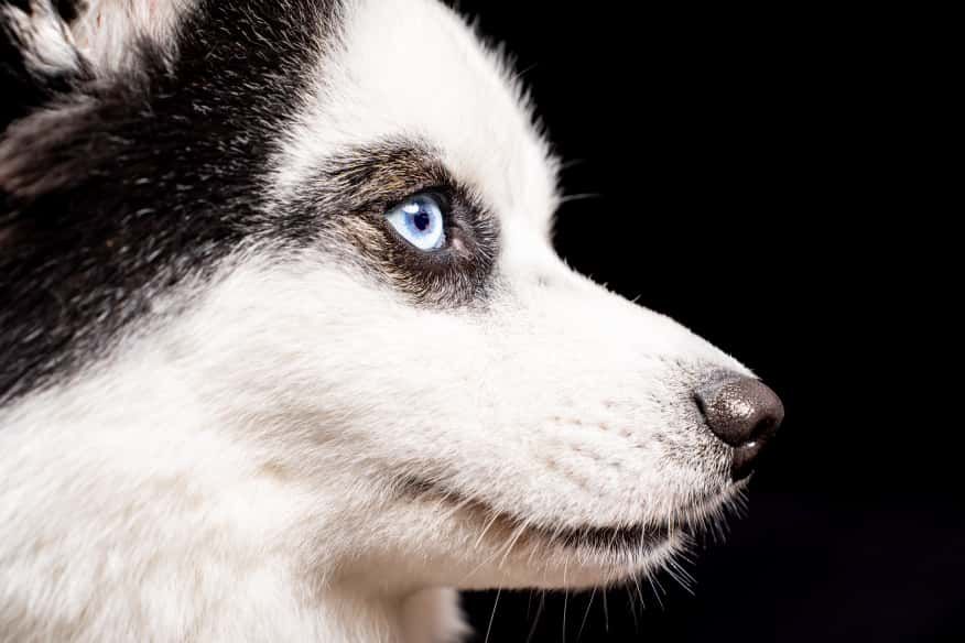 fotoshoot met huisdier Den Bosch op Dierendag
