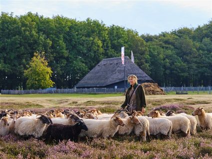 Schaapskooi Blaricum met herder en kudde