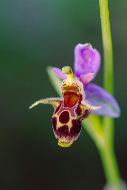 Foto van een bijenorchis plant