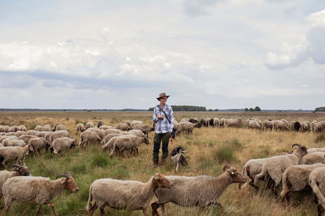 Een schaapsherder met zijn hond tussen de schaapskudde in Drenthe.