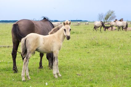 In de Oostvaardersplassen leven konikpaarden in het wild. Hun voorouders zijn door de Rijksdienst voor de IJsselmeerpolders (RIJP) geïntroduceerd. De dieren in de Oostvaardersplassen zijn in vrijheid geboren.