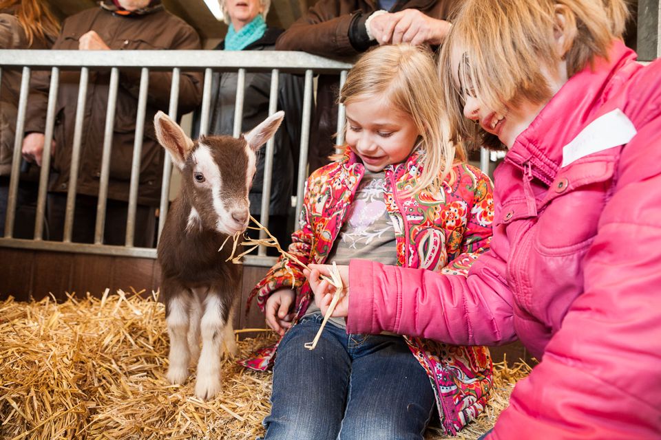 Twee kinderen voeren stro aan een pasgeboren geit bij Kinderboerderij De Goudse Hofsteden