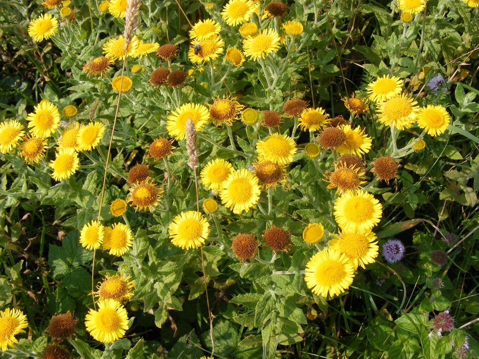 Een plant met gele bloemen in het Urkerveld in Flevoland