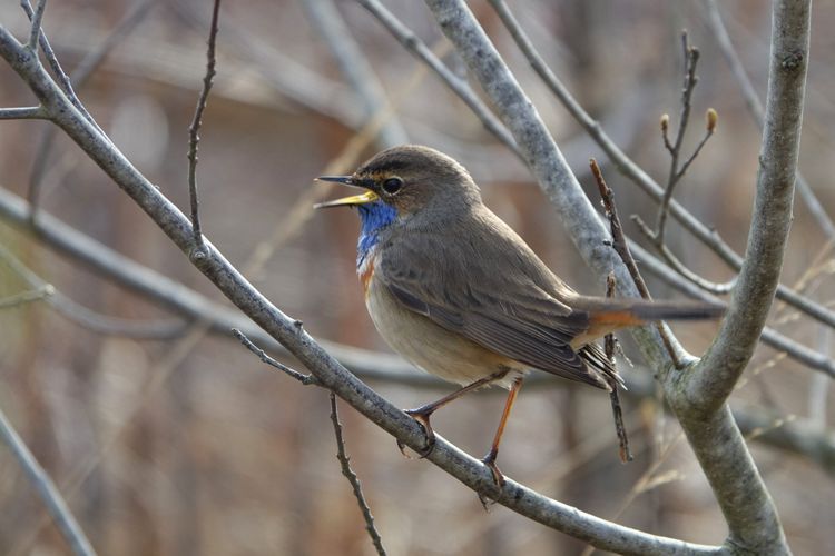 Blauwborst
