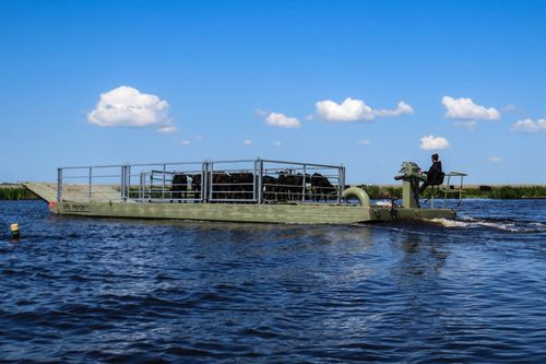 Een boot waarop de koeien varen met de boer